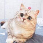 Hua Huyen Profile Picture