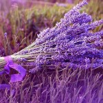 Hua Huyen Profile Picture