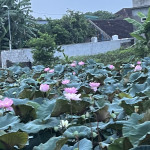 Nguyễn Liên Profile Picture